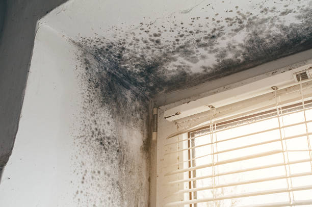 Trusted Mold Testing service in Cream Ridge, NJ - Cheap Mold Removal