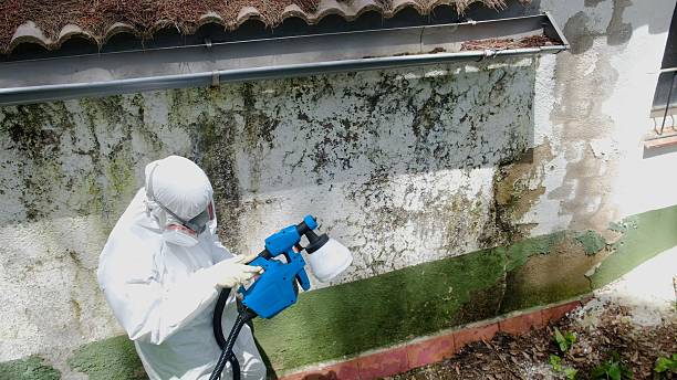 Top rated local Basement Mold Removal specialists in Cream Ridge, NJ